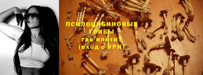 Псилоцибиновые грибы Magic Shrooms  цена   Богородицк 